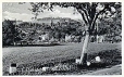 Olszyna