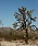 Park Narodowy Joshua Tree w USA